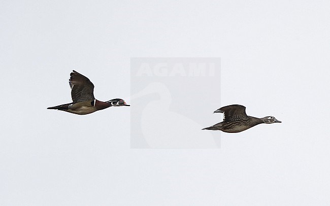 Pair of Wood Duck (Aix sponsa) in flight at New Jersey, USA stock-image by Agami/Helge Sorensen,