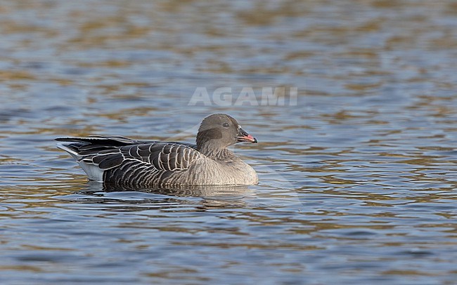 Pink-footed Goose (Anser brachyrhynchus) swimming in lake in Copenhagen, Denmark stock-image by Agami/Helge Sorensen,