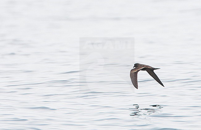 Black Storm Petrel, Hydrobates melania, in flight over the Pacific Ocean off California, during autumn. stock-image by Agami/Marc Guyt,