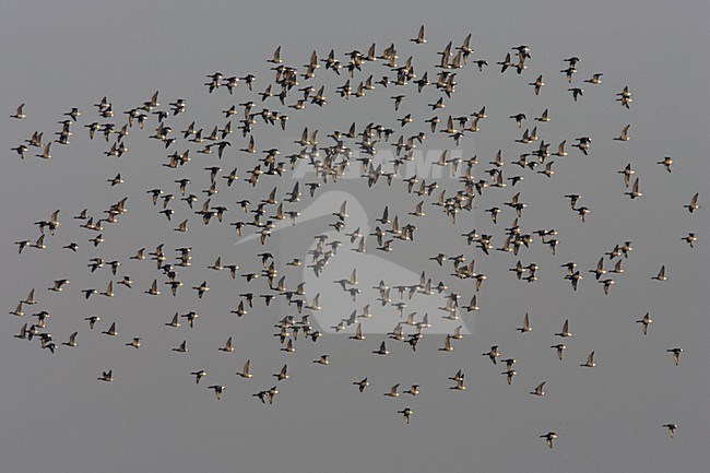 Groep Rotganzen in de vlucht; Group of Dark-bellied Brent Geese in flight stock-image by Agami/Arie Ouwerkerk,