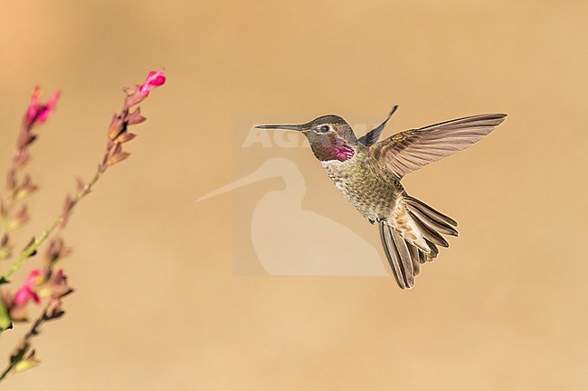 Adult male
Santa Barbara Co., CA
November 2022 stock-image by Agami/Brian E Small,