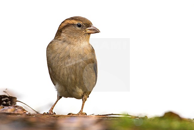 Huismus op een tuinhek; House Sparrow on a garden fence stock-image by Agami/Wil Leurs,