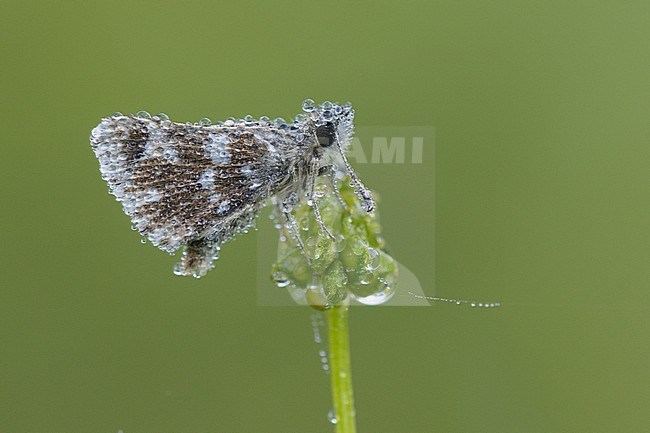 Dew covered Red-underwing Skipper (Spialia sertorius) in rest on small plant in Mercantour in France, sitting against green colored background. stock-image by Agami/Iolente Navarro,