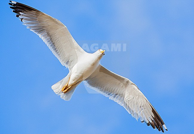 Adult Yellow-legged Gull (Larus michahellis michahellis) in flight against a bright blue sky on Lesvos, Greece. Seen from below. stock-image by Agami/Marc Guyt,