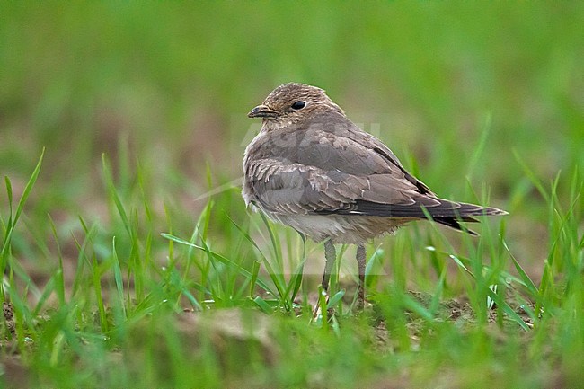 This is the 3rd Black-winged Pratincole for Belgium. stock-image by Agami/Vincent Legrand,