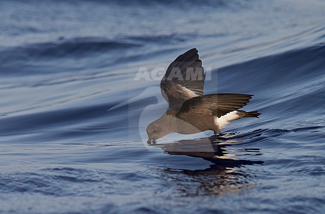 Foeragerend Wilsons stormvogeltje, Foraging Wilson's Storm Petrel stock-image by Agami/Markus Varesvuo,