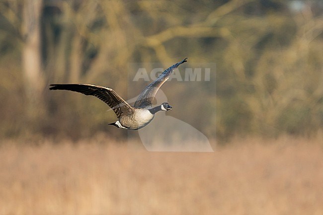 Canada Goose - Kanadagans - Branta canadiensis ssp. canadiensis, Germany, adult stock-image by Agami/Ralph Martin,