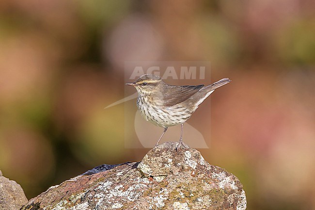 Northern Waterthrush (Parkesia noveboracensis) sitting on a rock in Pico fields, Corvo, Azores, Portugal. stock-image by Agami/Vincent Legrand,