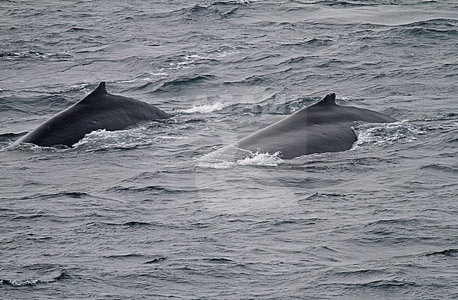 Humpback Whale (Megaptera novaeangliae) stock-image by Agami/Pete Morris,