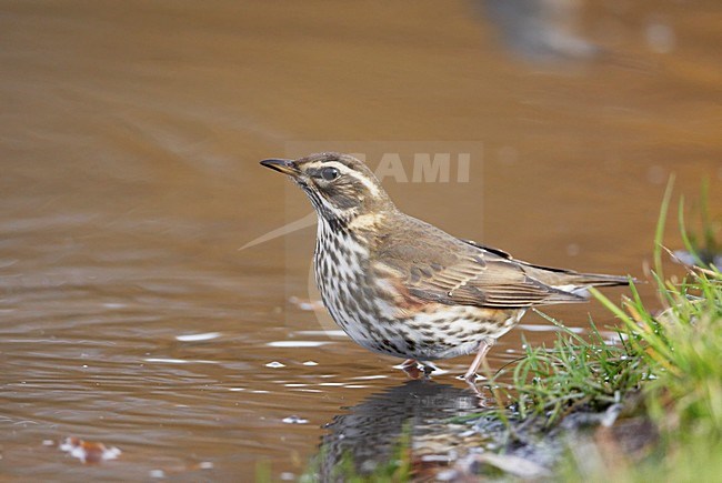 Koperwiek ziitend in water; Redwing perched in water stock-image by Agami/Markus Varesvuo,