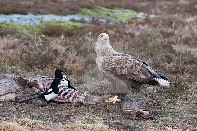 Adulte Zeearend op dood hert; Adult White-tailed Eagle on dead deer stock-image by Agami/Hans Germeraad,