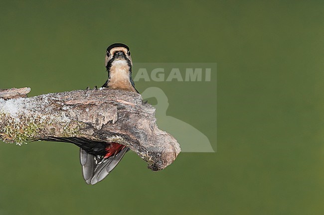 Great Spotted Woodpecker, Grote Bonte Specht stock-image by Agami/Alain Ghignone,