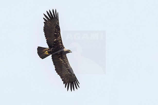 Eastern Imperial Eagle - Kaiseradler - Aquila heliaca, Hungary, adult stock-image by Agami/Ralph Martin,