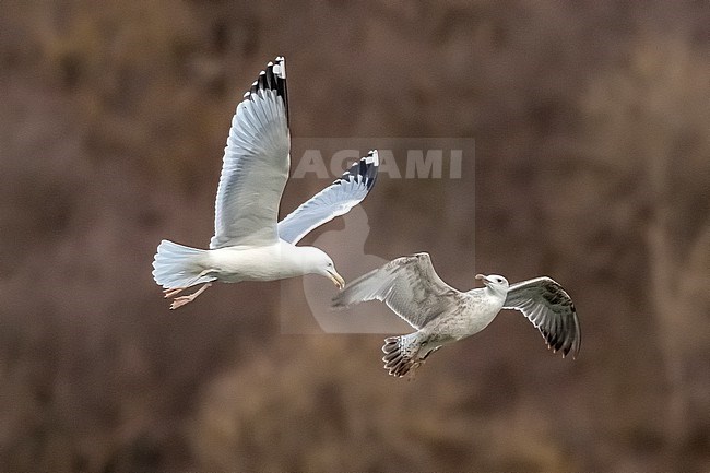 Adult arrassing a first-winter Caspian Gull (Larus cachinnans) flying over la Meuse in Yvoir, Namur, Belgium. stock-image by Agami/Vincent Legrand,