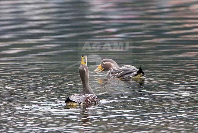 Zwemmende Booteenden; Swimming Steamer-Ducks stock-image by Agami/Marc Guyt,