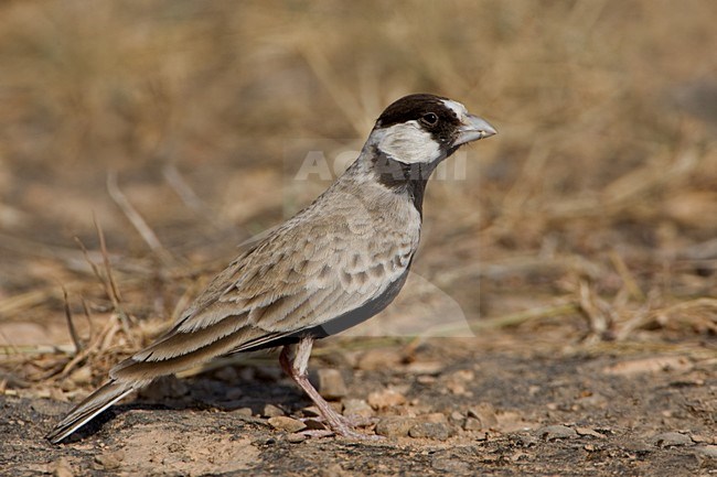 Allodola passero capinera; Black-crowned Finch Lark; Eremopterix stock-image by Agami/Daniele Occhiato,