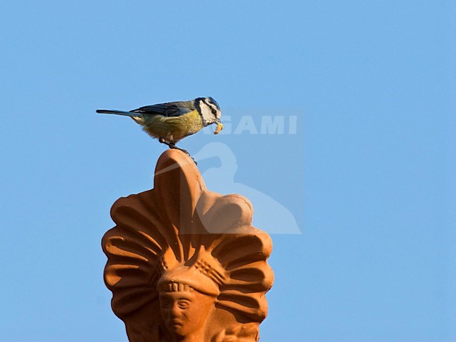 Pimpelmees met voer voor jongen Griekenland, Blue Tit with food for young Greece stock-image by Agami/Wil Leurs,