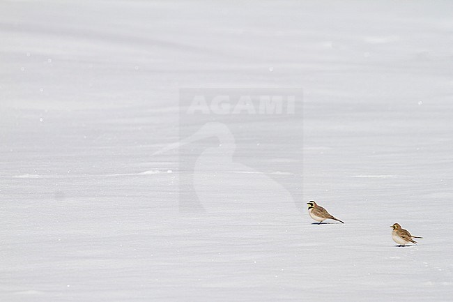 Adult Atlas Horned Lark (Eremophila alpestris atlas) in Morocco. Standing on a snow covered ground. stock-image by Agami/Ralph Martin,