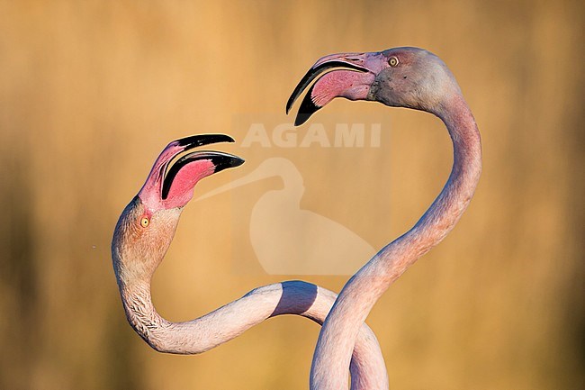 Flamingo, Greater Flamingo stock-image by Agami/Bence Mate,