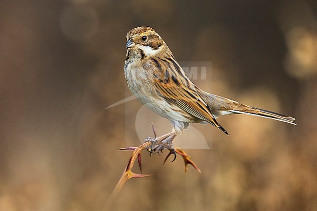 Common Reed Bunting (Emberiza schoeniclus) in Italy. stock-image by Agami/Daniele Occhiato,