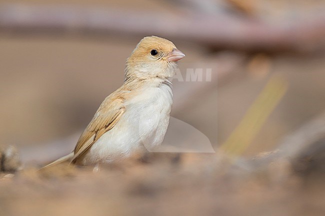 Desert Sparrow (Passer simplex saharae), a chick standing on the ground stock-image by Agami/Saverio Gatto,
