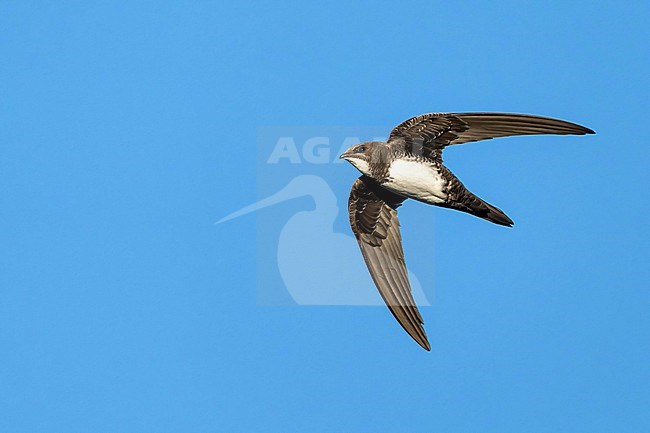 Alpine Swift (Tachymarptis melba) flying agains blue sky in Switzerland. stock-image by Agami/Marcel Burkhardt,