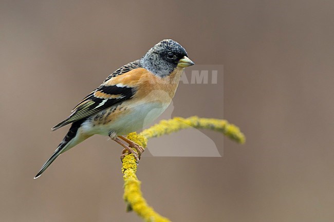 Keep; Brambling stock-image by Agami/Daniele Occhiato,