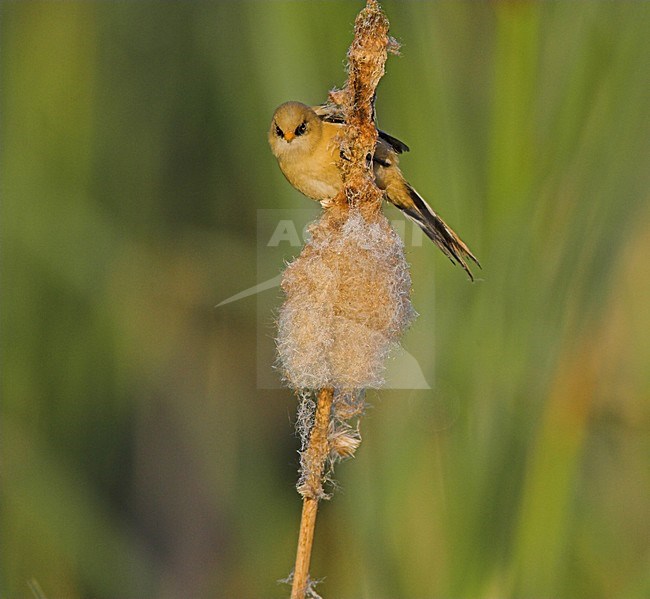 Juveniele Baardman in riet; Juvenile Bearded Reedling in reedbed stock-image by Agami/Menno van Duijn,