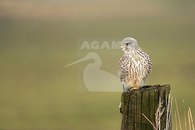 Torenvalk; Common Kestrel; stock-image by Agami/Walter Soestbergen,