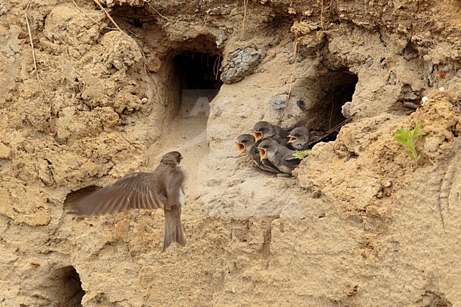 Oeverzwaluw voeder tijd; Sand martin feeding time stock-image by Agami/Walter Soestbergen,