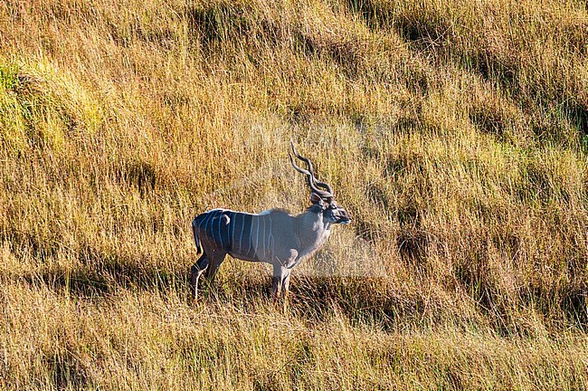 Aerial view of a male greater kudu, Tragelaphus strepsiceros. Okavango Delta, Botswana. stock-image by Agami/Sergio Pitamitz,