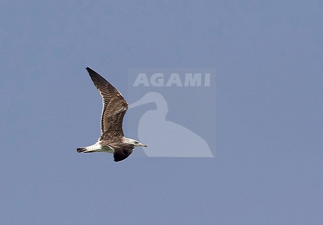 First-summer Baltic Gull (Larus fuscus) showing upperwing during migration in Egypt. stock-image by Agami/Edwin Winkel,