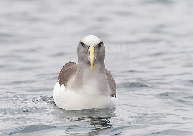 Northern Buller's Albatross (Thalassarche bulleri platei), also known as Pacific Albatross, swimming off South East Island, Chatham Islands, New Zealand stock-image by Agami/Marc Guyt,