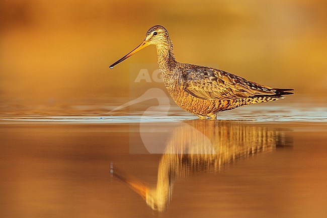 Rode Grutto, Hudsonian Godwit stock-image by Agami/Glenn Bartley,