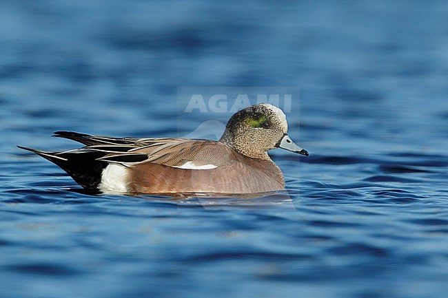 Adult male American Wigeon (Mareca americana) swimming on a freshwater lake in Monmouth County in New jersey, USA, during early spring. stock-image by Agami/Brian E Small,