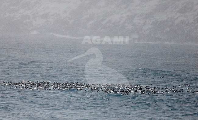 Guillemot (Uria aalge) Norway VardÃ¶ March 2016 stock-image by Agami/Markus Varesvuo,