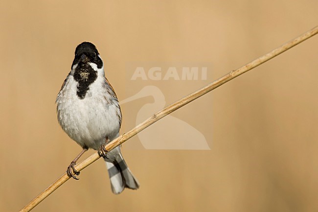 Mannetje Rietgors op rietstengel Nederland, Male Common Reed Bunting on reed stalk Netherlands stock-image by Agami/Wil Leurs,