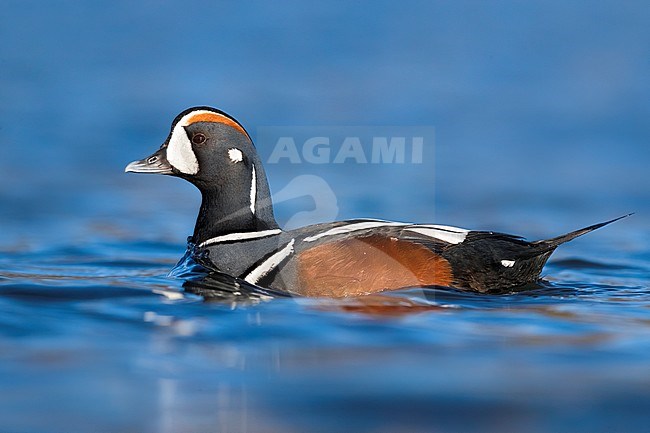 Beautiful adult male Harlequin Duck (Histrionicus histrionicus) swimming on a serene arctic pond in Iceland. stock-image by Agami/Daniele Occhiato,