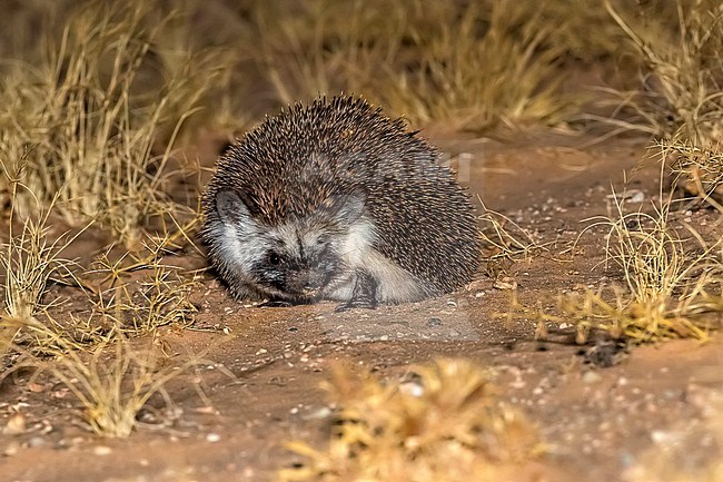 Dark morph Desert Hedgehog (Paraechinus aethiopicus) syanding on sandy desert along Dakhla - Aousserd road, Western Sahara, Morocco. stock-image by Agami/Vincent Legrand,