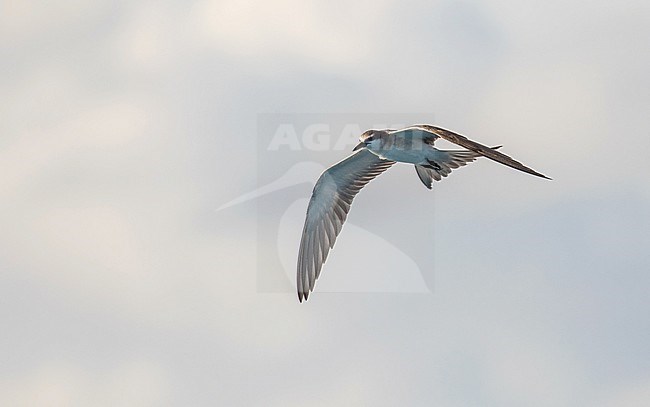 Juvenile Bridled Tern (Onychoprion anaethetus anaethetus) at sea off Palau, in the Micronesia subregion of Oceania in the western Pacific Ocean. stock-image by Agami/Pete Morris,