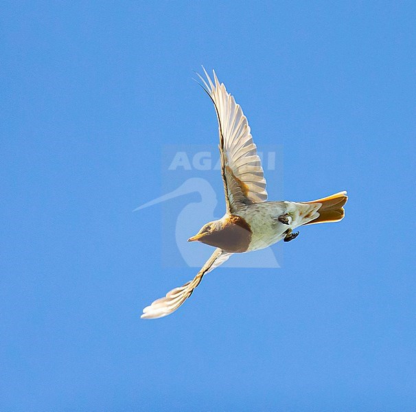 Adult male Red-throated Thrush (Turdus ruficollis) in flight, seen from below, in Mongolia. stock-image by Agami/Mathias Putze,