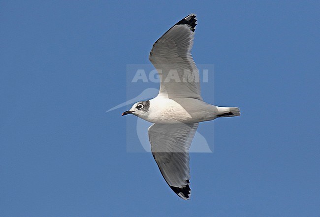 Wintering Franklin's Gull (Leucophaeus pipixcan) at the pacific coast of Chile. stock-image by Agami/Dani Lopez-Velasco,