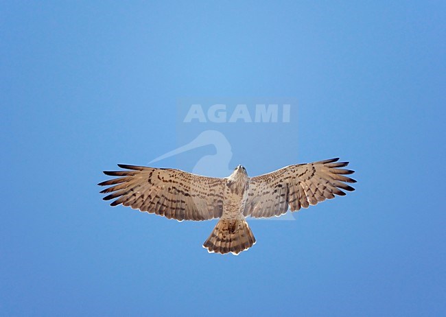 Slangenarend; Short-toed Eagle stock-image by Agami/Markus Varesvuo,