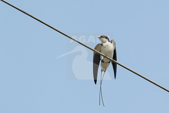 Wire-tailed Swallow (Hirundo smithii), a bird resting on wires in Khajuraho, India stock-image by Agami/Helge Sorensen,