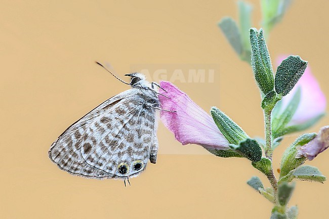 Lang’s Short-tailed Blue, Leptotes pirithous stock-image by Agami/Wil Leurs,