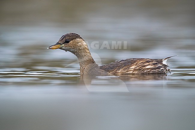 Little Grebe (Tachybaptus ruficollis) in Italy. Swimming on a lake. stock-image by Agami/Daniele Occhiato,