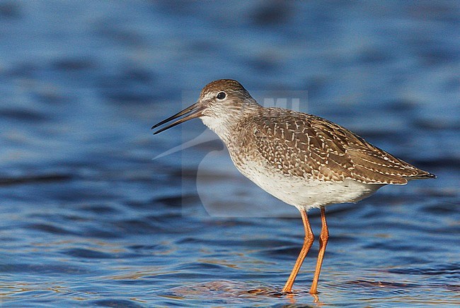 Redshank juv. (Tringa totanus) UtÃ¶ Finland August 2012 stock-image by Agami/Markus Varesvuo,