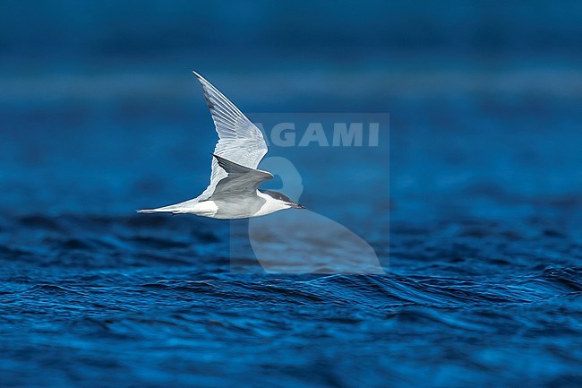 Adult Gull-billed Tern (Gelochelidon nilotica nilotica) flying over Iwik beach in Banc d'Arguin, Mauritania. stock-image by Agami/Vincent Legrand,