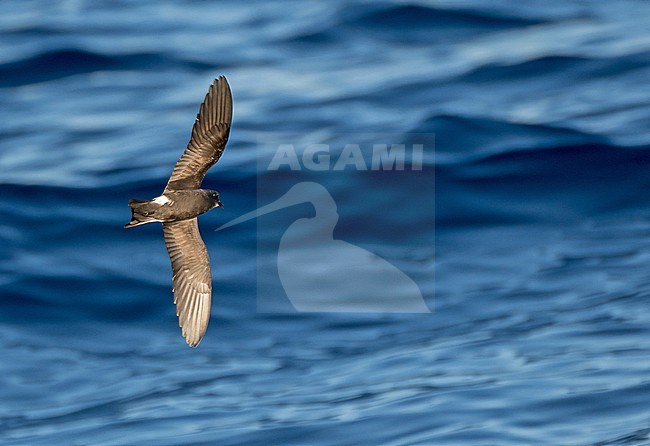 Monteiro's Storm Petrel, Oceanodroma monteiroi, in flight off the island Graciosa in the Azores, Portugal. Also known as Hydrobates monteiroi. stock-image by Agami/Pete Morris,