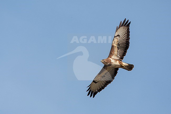 Common Buzzard (Buteo buteo) in the Netherlands. Soaring low during warm spring day. stock-image by Agami/Marc Guyt,